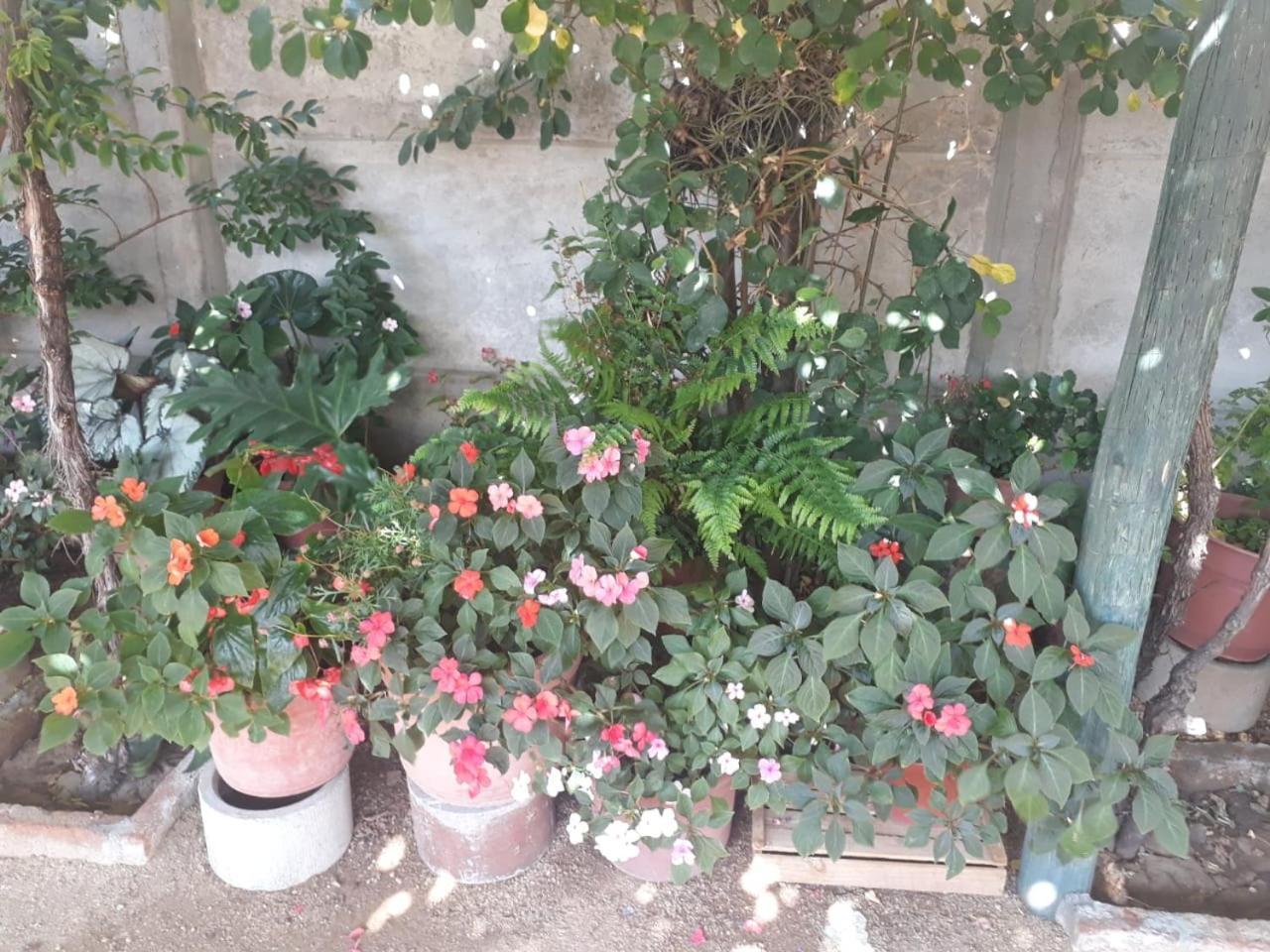 La Casa De Las Flores Lolol ภายนอก รูปภาพ